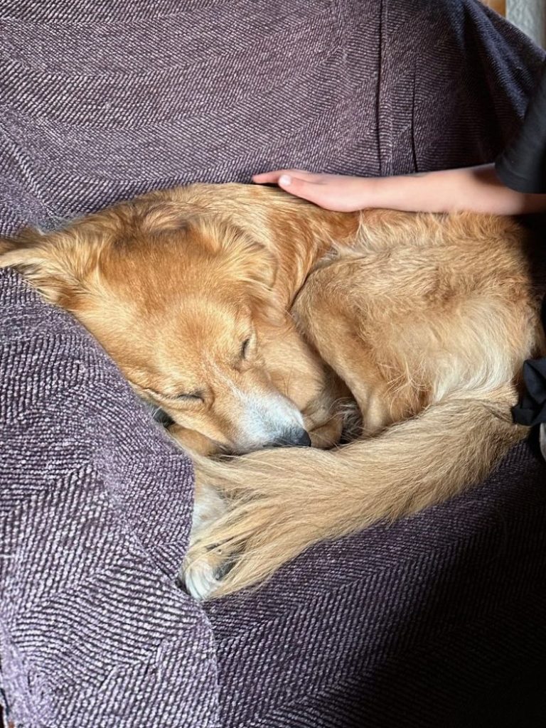 Der Umgang mit Hunden vor allem in ihrer Ruhephase ist einzuhalten